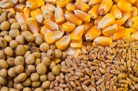 Seeds
